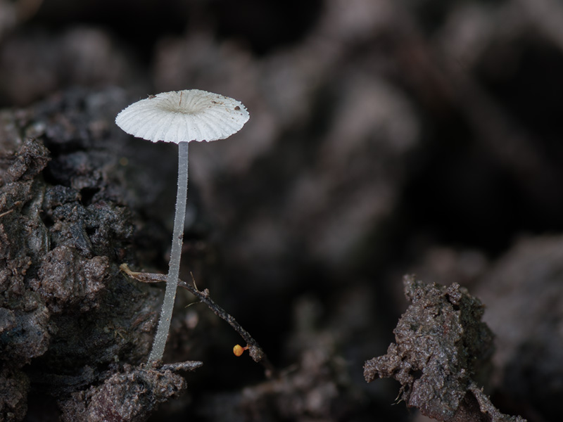 Mycena rhenana Mycena rhenana